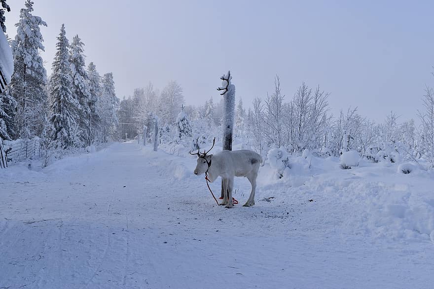 Reindeer, Agriculture, Snow, Nature, Winter, Finland, forest, tree, frost, season, horned