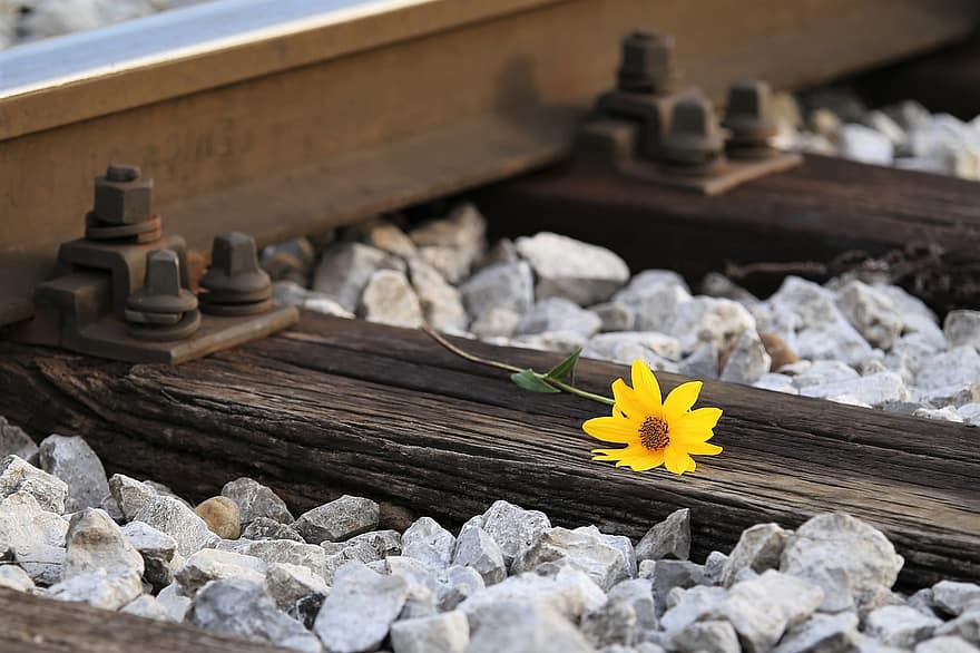 rel, bunga, bunga kuning, bunga arnica, berkembang, mekar, kereta api, jalan kereta api, merapatkan, alam