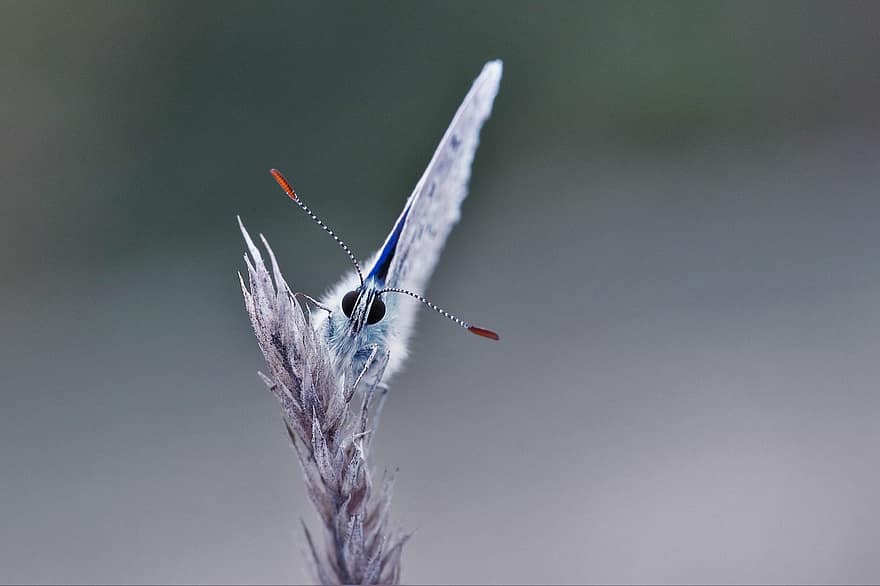 κοινό μπλε, πεταλούδα, έντομο, πεταλούδα φτερά, μπλε πεταλούδα, φτερωτό έντομο, λεπιδόπτερα, εντομολογία, πανίδα, φύση, ζωικού κόσμου