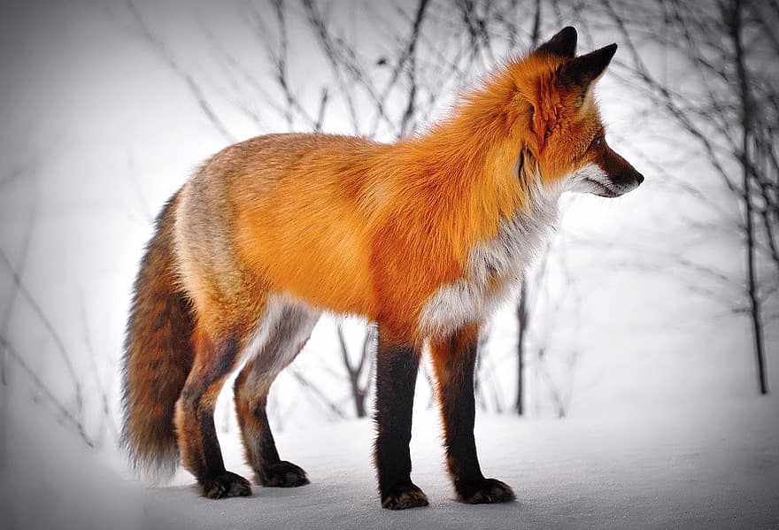 liška, zvíře, sníh, červená Liška, savec, divoké zvíře, dravec, masožravec, volně žijících živočichů, fauna, divočina