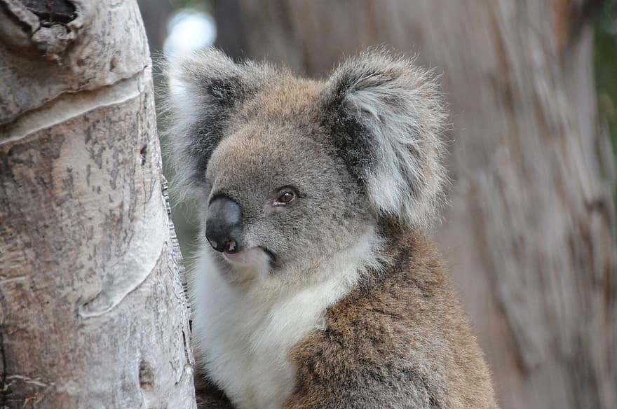 hewan, koala, berkantung, jenis, margasatwa, australia, bulu
