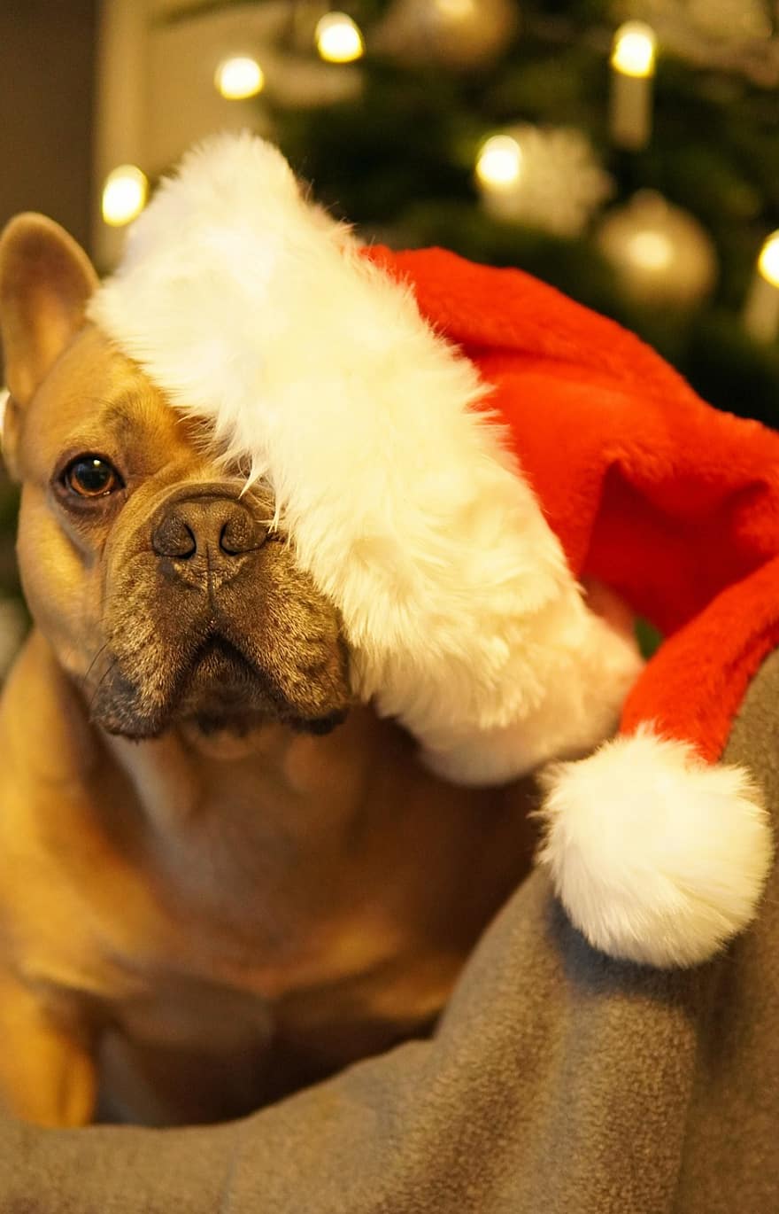 hund, fransk bulldog, jul, trevlig semester, trötta, ögon stängda, santa hatt, julgran, gran, gratulationskort, söt