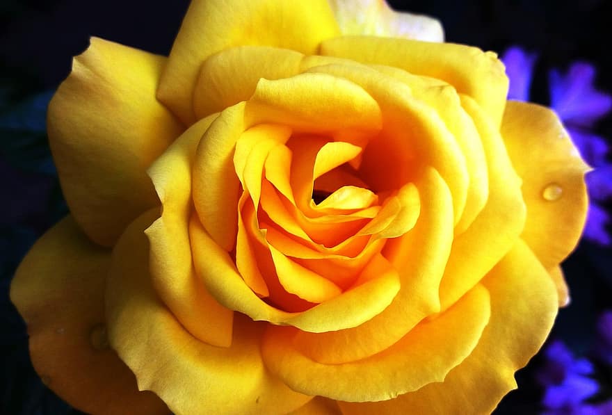 λουλούδι, τριαντάφυλλο, κίτρινο αυξήθηκε, αυξήθηκε ανθίζει, πέταλα, πέταλα τριαντάφυλλου, ανθίζω, άνθος, χλωρίδα, φύση