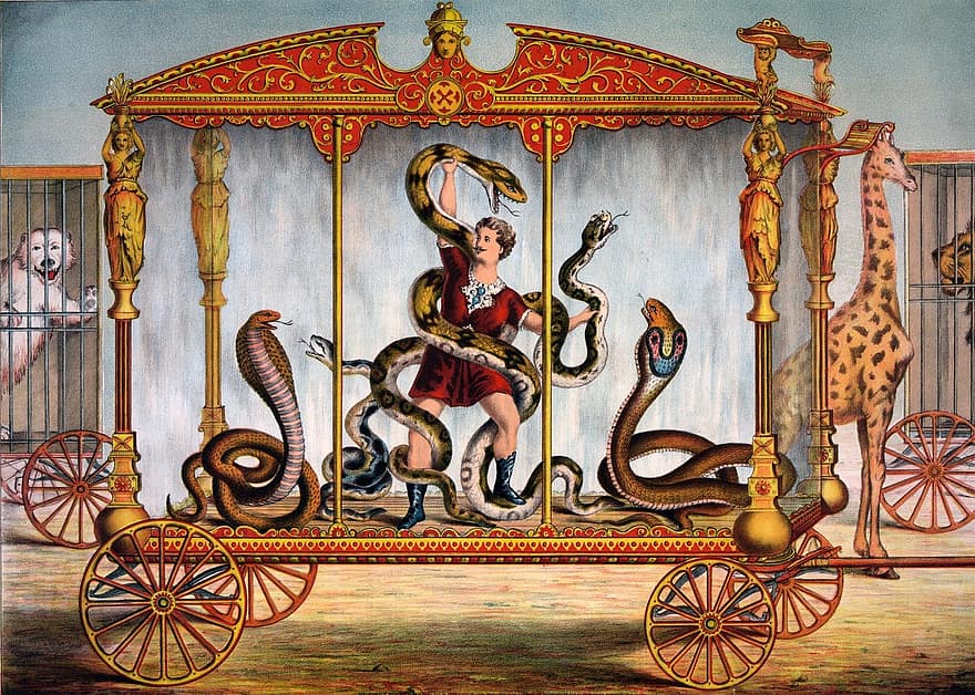 kígyó, kígyók, kobra, piton, Férfi, férfi, személy, holding, ketrec, cirkuszi cselekedet, zsiráf