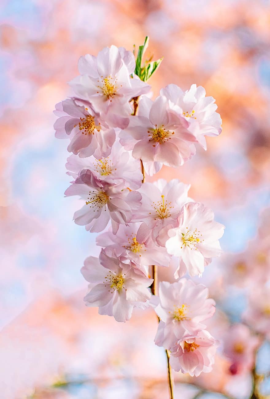 Цветение вишни, цветы, весна, розовые цветы, сакура, цвести, цветение, ветка, дерево, природа