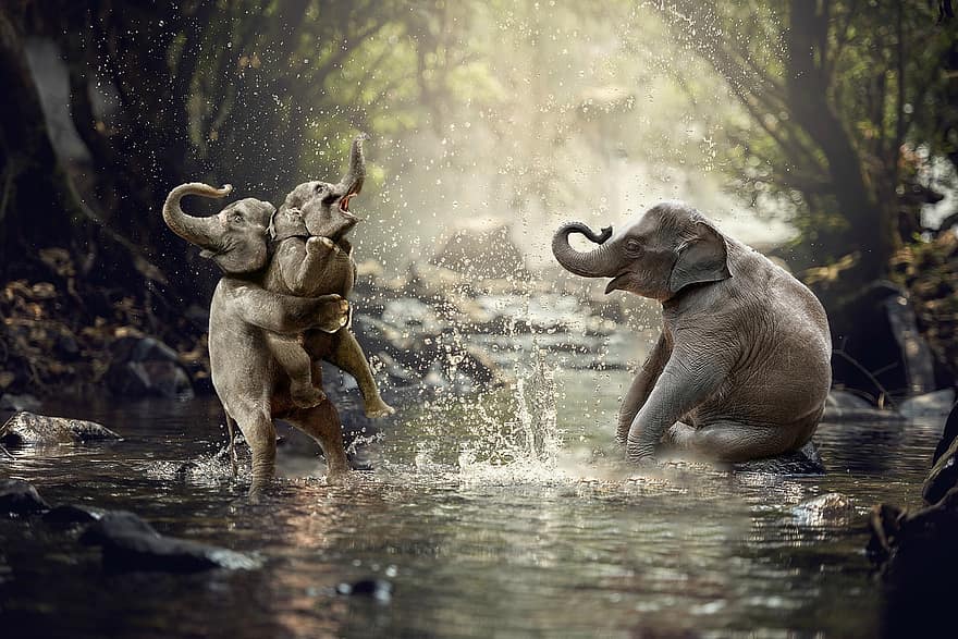 elefanti, fiume, alberi, foresta, divertimento, giocoso, divertente, natura, acqua