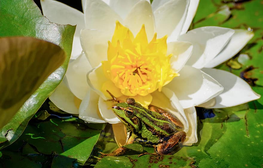 водна лилия, жаба, хидроплан, водно растение, водно цвете, цвете езерце, езерно растение, nuphar lutea, вода, цвят, разцвет