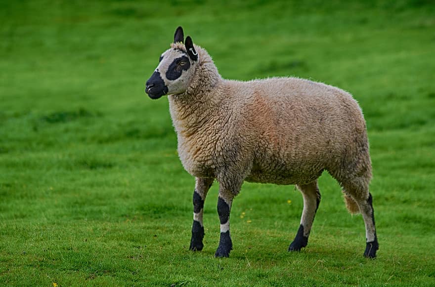 får, dyr, husdyr, Kerry Hill Sheep, drøvtygger, pattedyr, uld, græs, gård