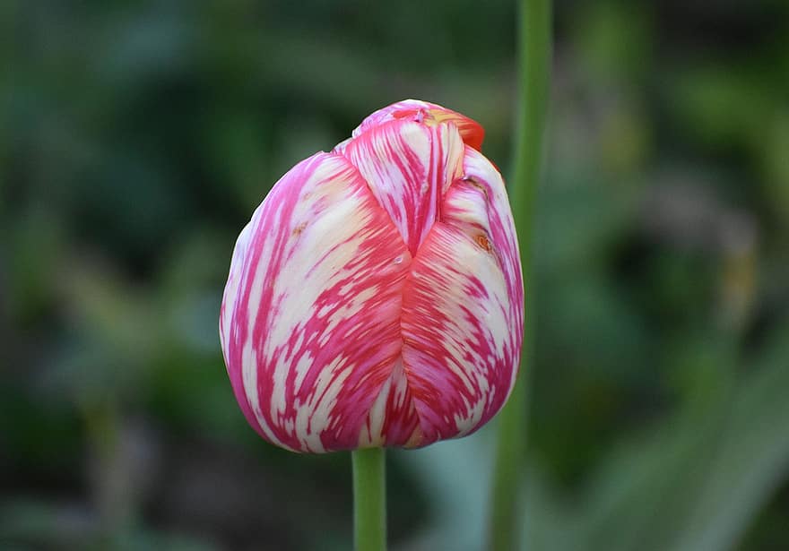 tulipán, flor, floración, bi color