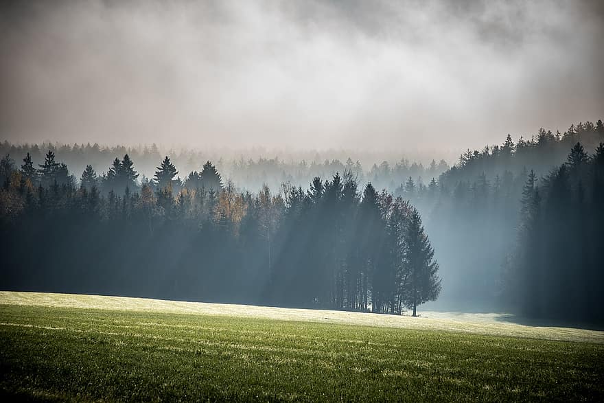 Meadow, Forest, Fog, Foggy, Trees, Woods, Landscape, Countryside, Scenery, Nature