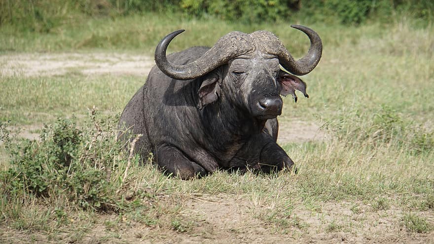 buffel, horn, idisslare, gräs, bete, safari