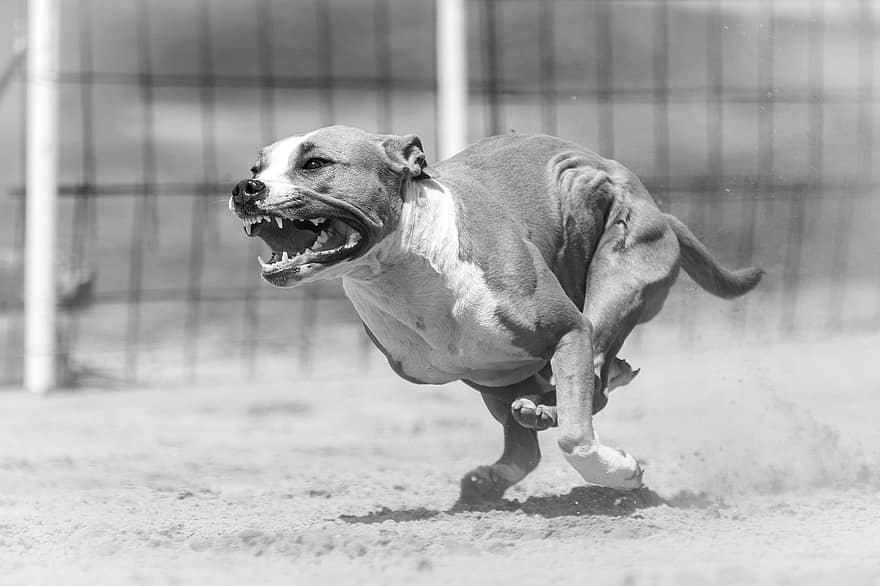 köpek, kızgın, hayvan, yarış