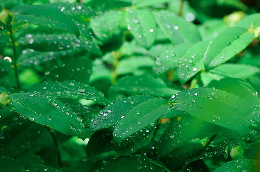 regen, regendruppel, waterdruppel, rilling, tuin-, fabriek, bladeren, druppelen, groen, water, nat