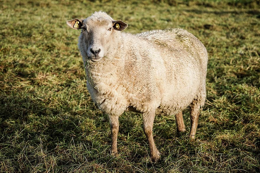 Animals, Sheep, Mammal, Livestock, Wool, Species, Fauna, Farm, grass, rural scene, agriculture