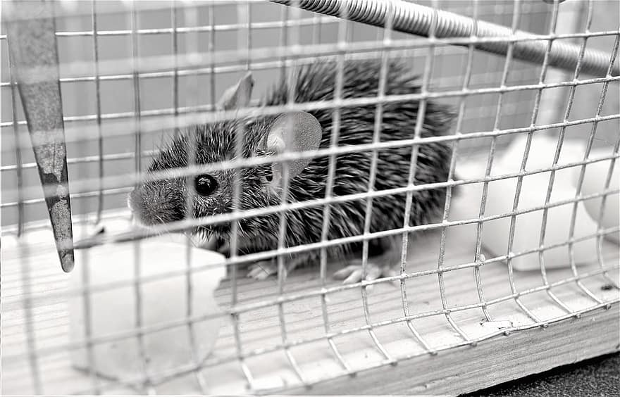 Mousetrap, Live Event, Mouse, Mammal, Released Into The Wild, Animal, Biodiversity, Sweet, Small, Cute, Eyes