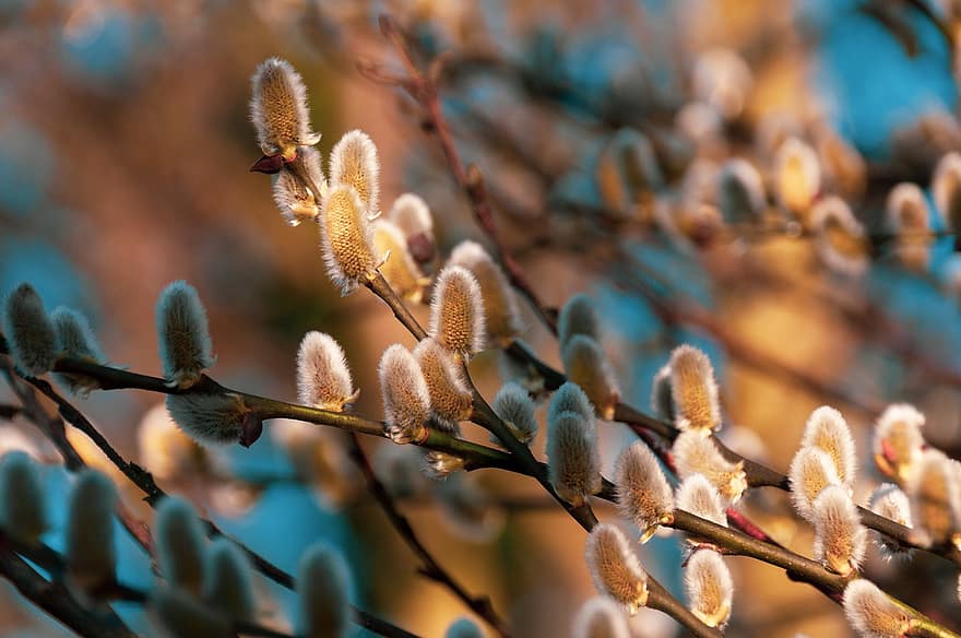 Willow, Catkin, Tree, Salix Gracilistyla, Flowers, Branches, Seeds, Bloom, Spring, Nature, close-up