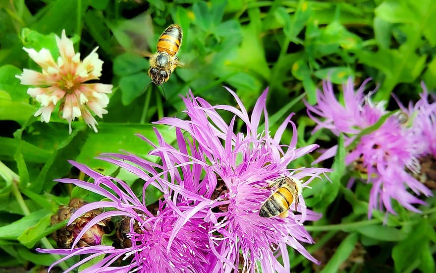 Bienen, Insekten, Hymenoptera, Bestäubung, Nektar, Honigbienen, Entomologie
