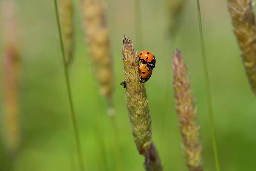 ladybugs, ด้วง, หญ้า, แมลง, เล็ก, ปลูก, ธรรมชาติ, แมโคร
