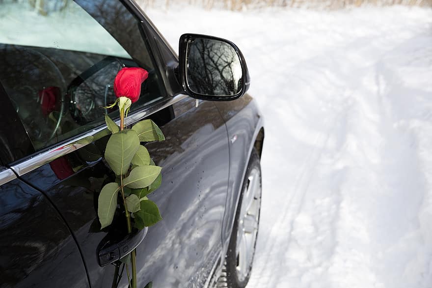 λουλούδι, αυτοκίνητο, τριαντάφυλλο, ανθίζω, βοτανική, άνθος, Ημέρα του Αγίου Βαλεντίνου, Μεταφορά, χερσαίο όχημα, χιόνι, χειμώνας