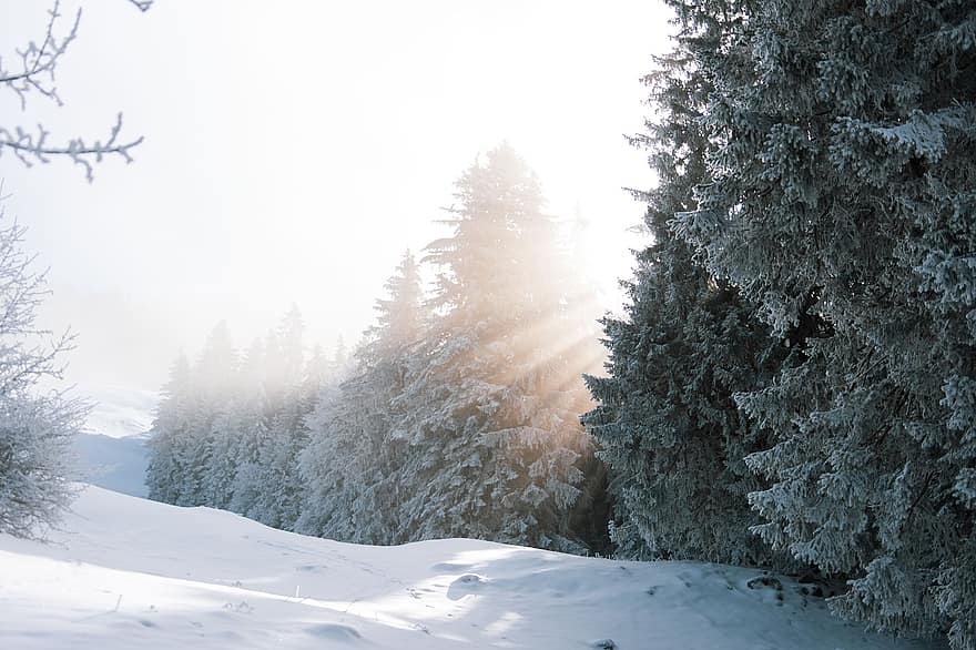 kalnai, medžiai, miškas, sniegas, žiemą, gruodžio mėn, žiemos, šalčio, užšaldyti, stebuklų kraštas, pobūdį