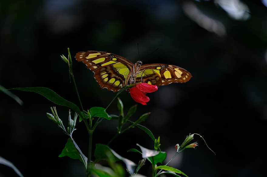 метелик, малахітовий метелик, siproeta stelenes, комаха