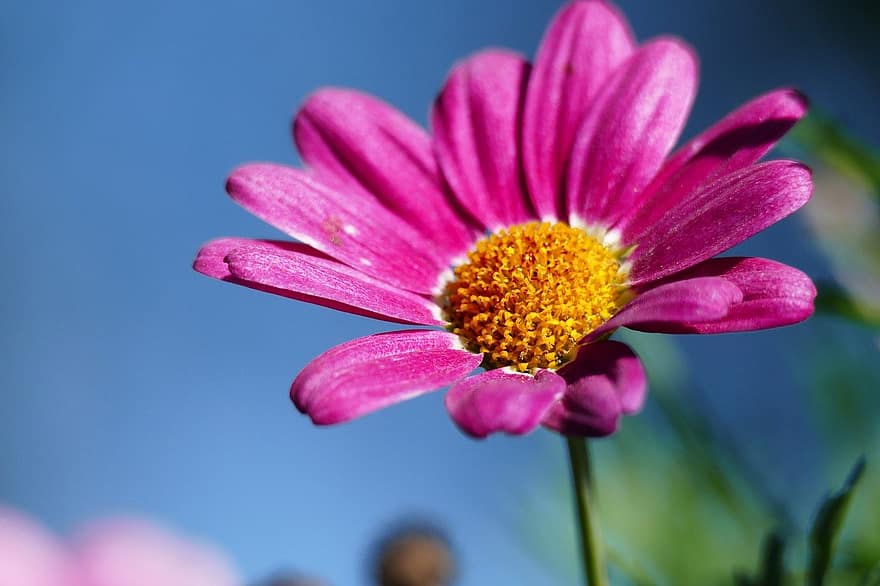 marguerite, flower, plant, nature, close-up, summer, petal, beauty in nature, flower head, outdoors, daisy