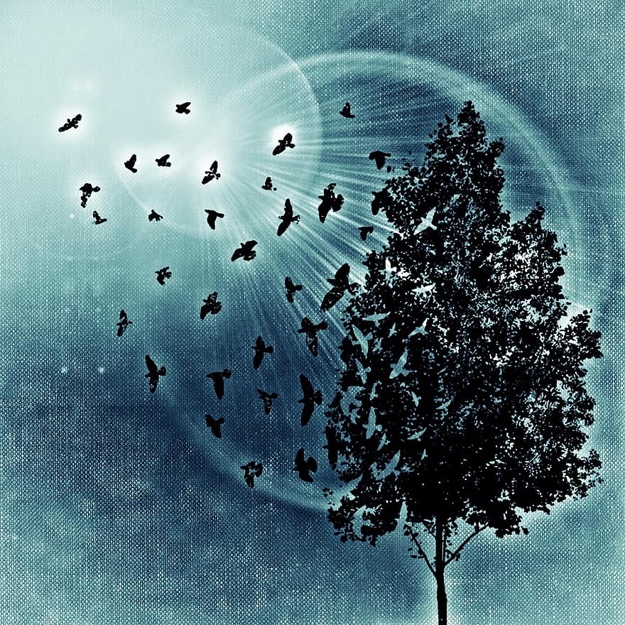 arbre, ocells, ocell, sol