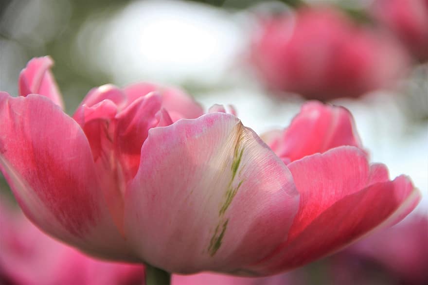 floare, floare roz, a inflori, inflori, roz petale, petale, floră, floricultura, horticultură, botanică, natură