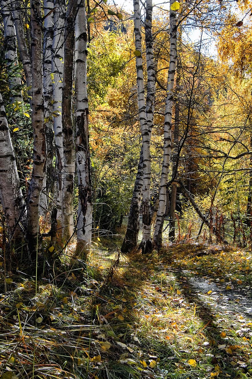 Trees, Forest, Birch, Mountain, Autumn, Trail, Scenic