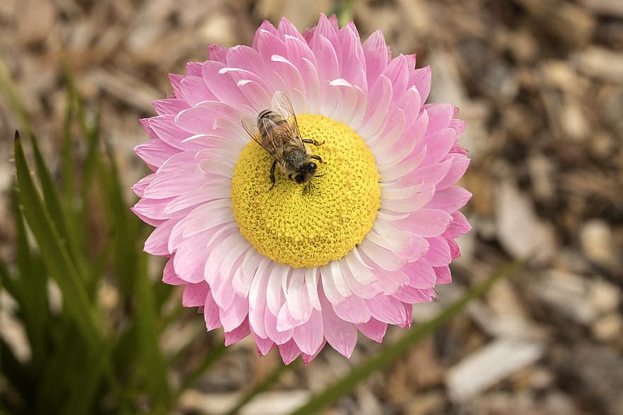 пчела, медна пчела, цвете, насекомо, опрашване, кварцова, Розова хартиена маргаритка, листенца, разцвет, цвят, цъфтящи растения