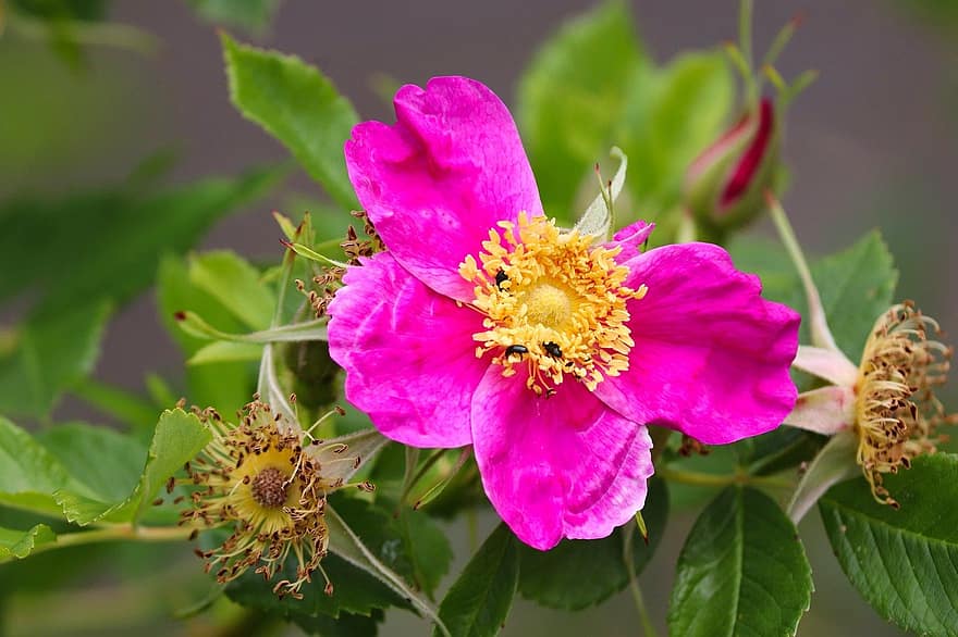 Alpenrose, Blume, Pflanze, pinke Blume, wilde Rose, Blätter, Blütenblätter, blühen, Buchse, Natur, Nahansicht