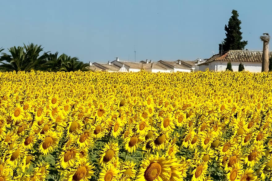 bunga matahari, bunga-bunga, bidang, bidang bunga matahari, pemandangan, berkembang, mekar, kelopak, flora, menanam, penanaman