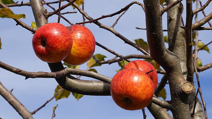 árvore, maçã, fruta, Pomar, orgânico, outono, natureza, ramo, frescura, folha, agricultura