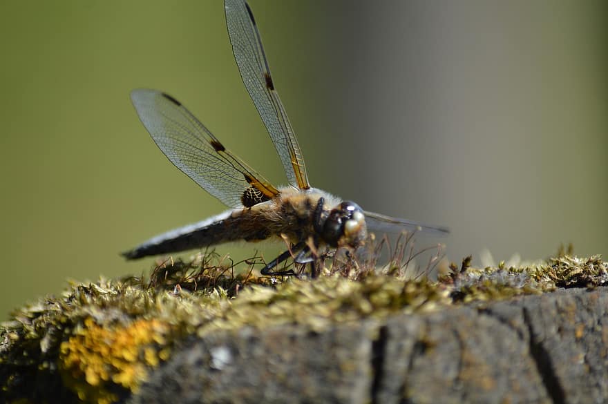 Dragonfly, Insect, Bug, Fly, Dragon, Wings, Wildlife, Outdoors, Animal, Nature