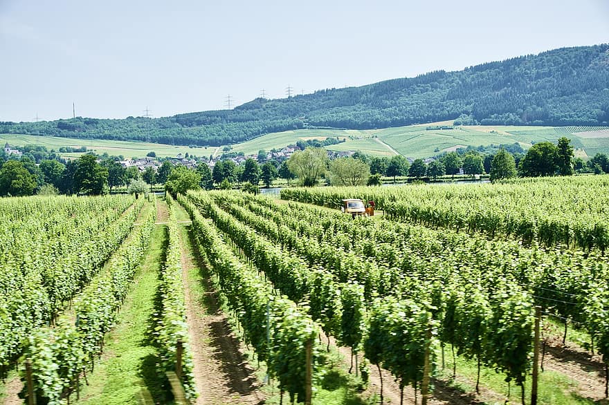 kebun anggur, kilang anggur, anggur, tanaman merambat, produksi, baris