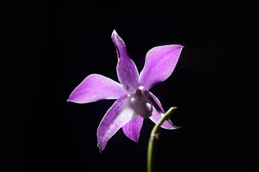orkide, blomma, växt, kronblad, dendrobium, orchidaceae, lila blomma, flora, botanik, exotisk, vibrerande