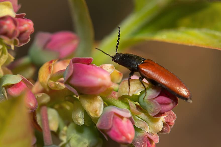 Ampedus, escarabajo, las flores, Haga clic en escarabajos, insecto, Flores rosadas, planta, primavera, naturaleza