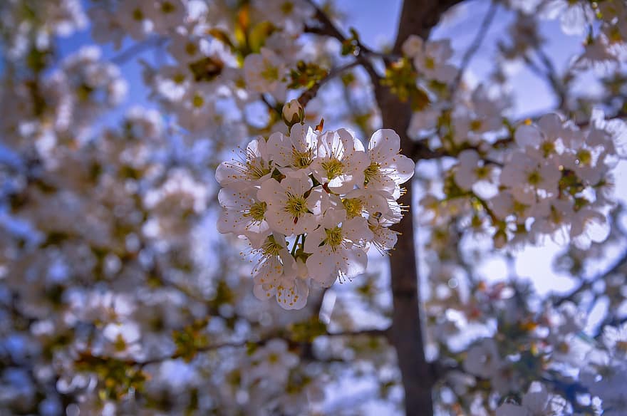 kirsikankukka, kukat, kirsikkapuu, valkoinen kirsikankukka, valkoiset kukat, kukinta, kukka, kasvisto, luonto, puutarha