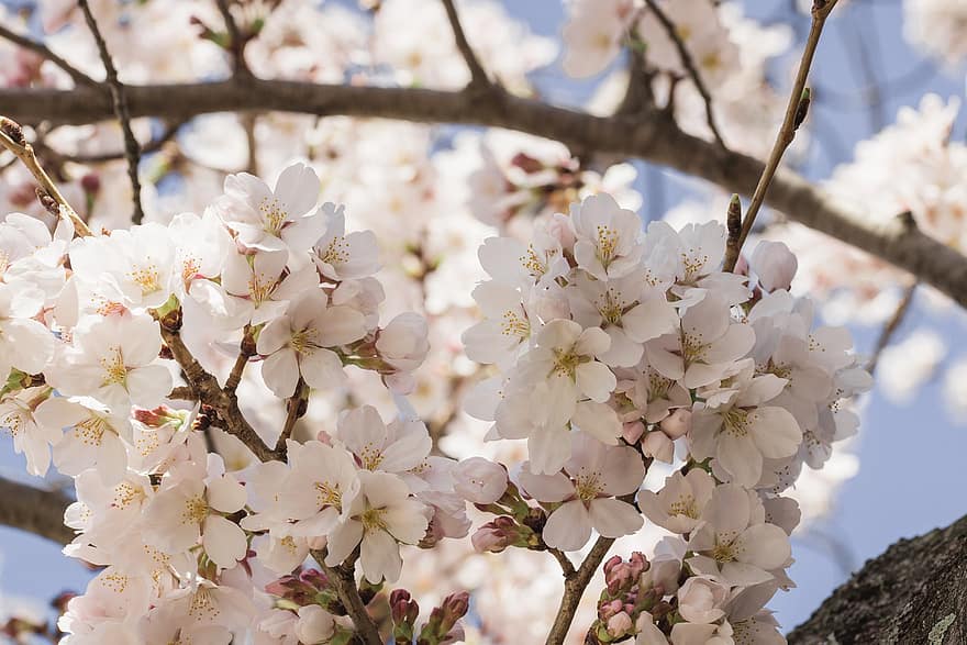 sakura, flor, Flors de cirerer, arbre, primavera