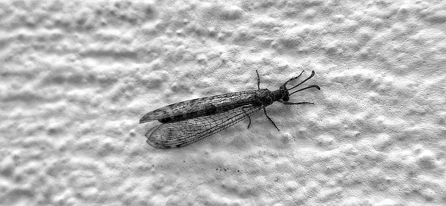 Insect, Bug, Macro, Animal, Black And White, Nature