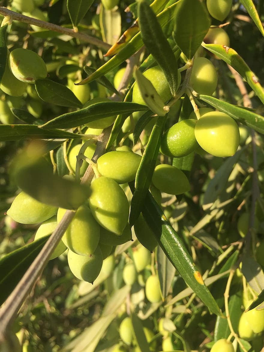 Oliven, grüne Oliven, Olivenbaum, grüne Farbe, Frische, Obst, Blatt, Ast, Landwirtschaft, Sommer-, Pflanze