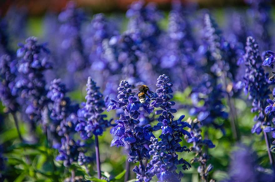 những bông hoa, cây, con ong, màu tím, Hoa oải hương, mùa xuân, Môi trường, ngoài trời, tiêu điểm, vườn