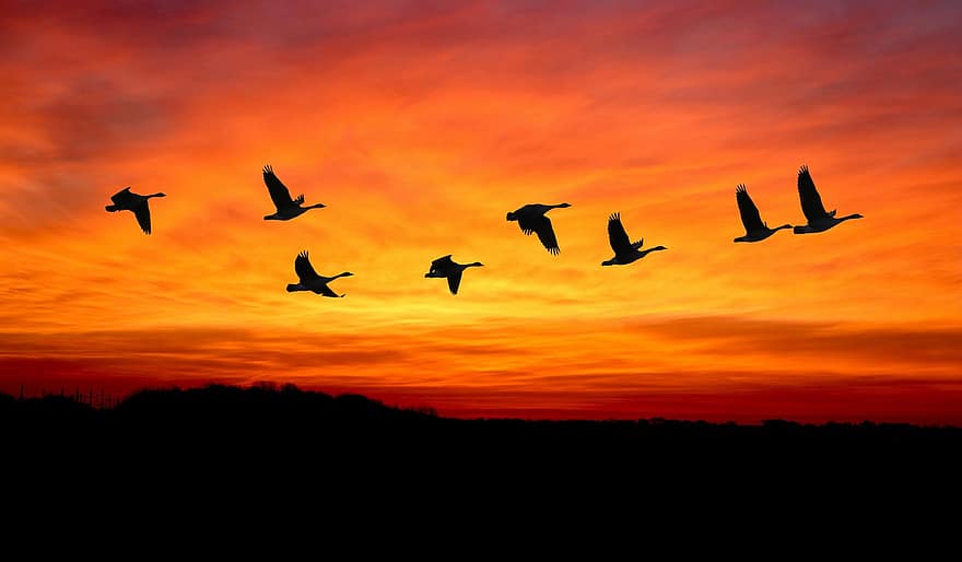 fåglar, flock, flygande, migration, migrerar, fåglar som migrerar, flyga, gäss, djur, himmel, natur