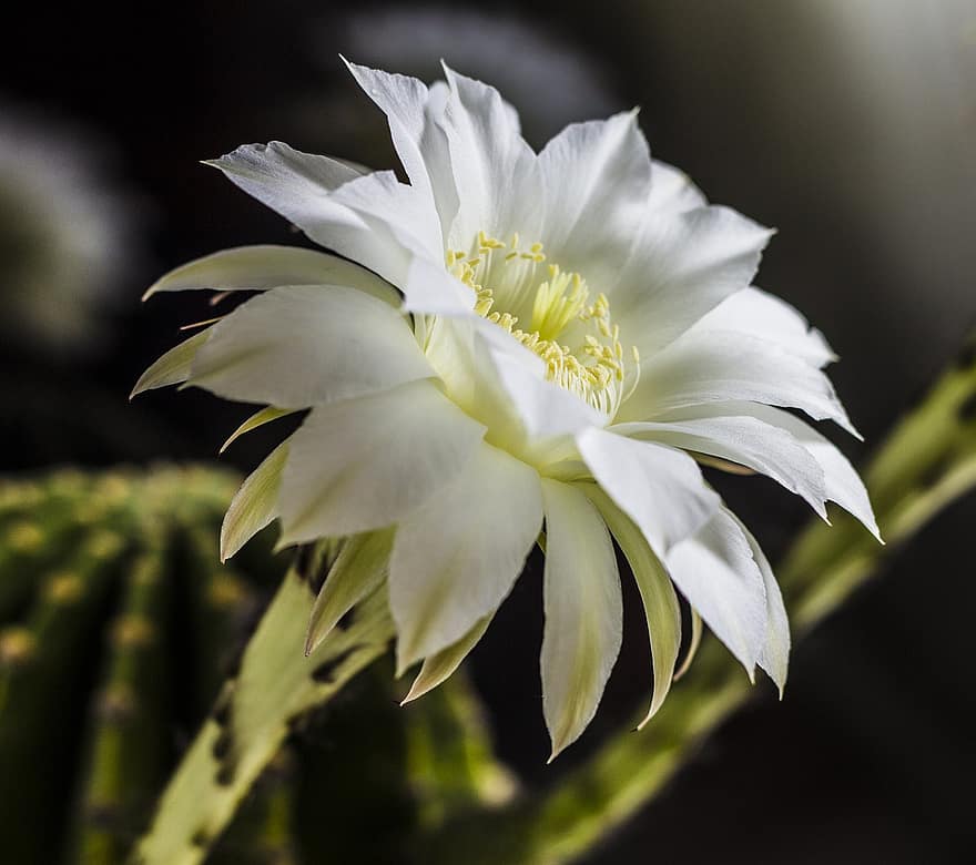 cactus de lis de pâques, fleur, plante, Echinopsis tubiflora, pétales, Floraison, décoratif, flore, jardin, la nature, fermer