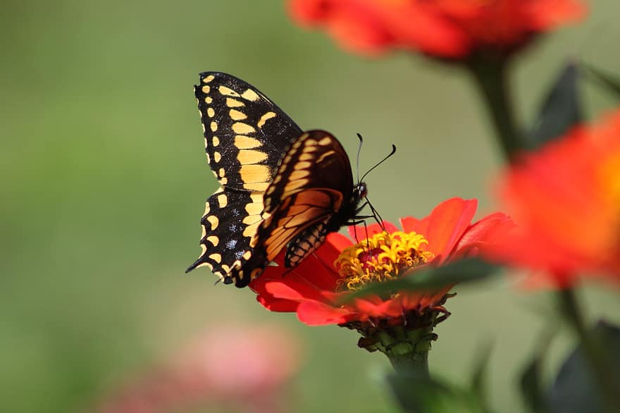 motýl, květ, opylit, opylování, hmyz, okřídlený hmyz, motýlí křídla, flóra, fauna, Příroda, detail
