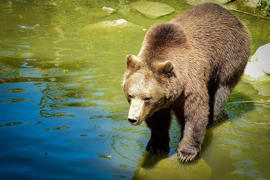 orso, orso bruno, acqua, Marrone, avvicinamento, predatore, animale, pelliccia, mondo animale, animale selvaggio, mammifero