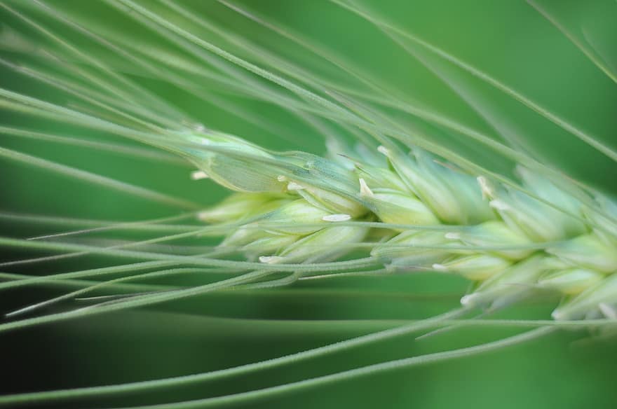 пшеница, колосья пшеницы, сельское хозяйство, природа, завод, крупный план, зеленого цвета, лист, макрос, рост, свежесть