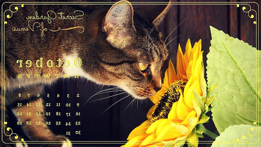 Jardin secret de Vénus, calendrier, octobre, chat, tournesol, journal intime, mois, programme, 2016, planificateur, fleurs