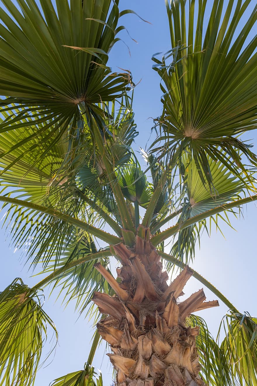 natur, Palme træ, tropisk træ, solstråle