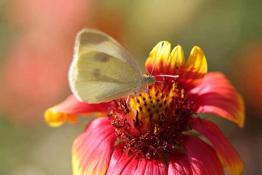 цвете, пеперуда, опрашване, природа, едър план, насекомо, макро, красота в природата, животно, лято, многоцветни